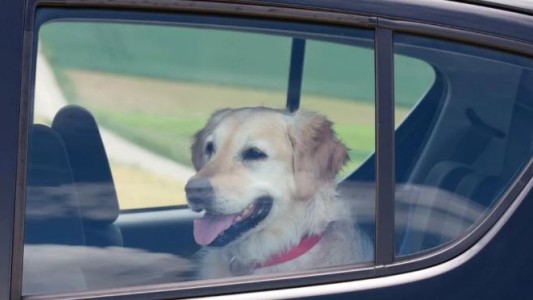 Vacaciones: cómo llevar a los perros en el auto