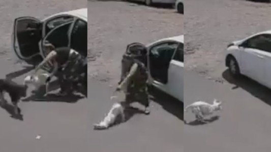 Video: el terrible momento en que una mujer abandona a un perrito al que le faltan dos patas