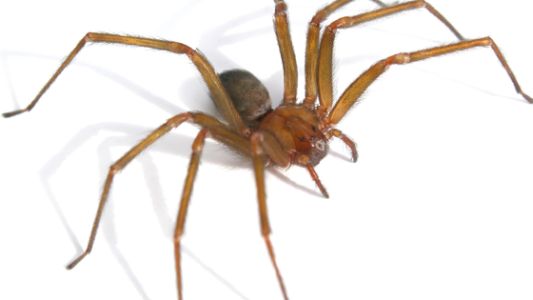 Una nena de 3 años fue mordida por una araña y debió ser internada en el Hospital Penna