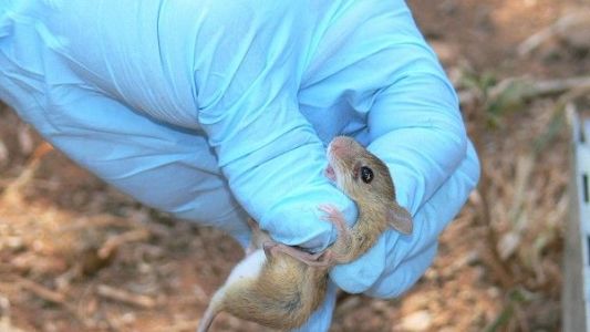 Internaron a una embarazada con hantavirus: investigan cómo se produjo el contagio
