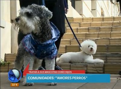 Comunidades: Amores perros