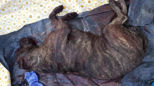Denunciaron a un médico por matar a tiros a su perro y tirarlo en un contenedor de basura