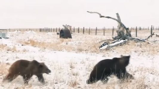 Video: la conmovedora liberación de 10 osos que vivieron 20 años enjaulados en un zoo