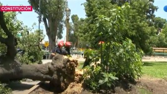 Murió Elsa, la señora aplastada por un árbol en Constitución