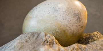 Se vende el huevo más caro del mundo: piden 12.500 dólares