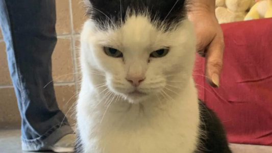 La "peor gata del mundo" está en adopción