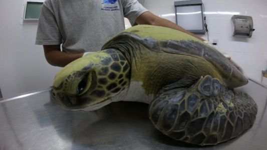 Video alarmante: la gran cantidad de plástico que defecó una tortuga rescatada en San Clemente del Tuyú