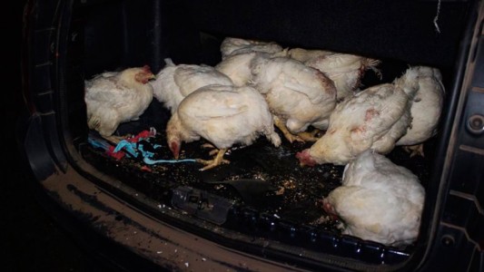 Video y fotos: así rescataron a las gallinas de Cresta Roja