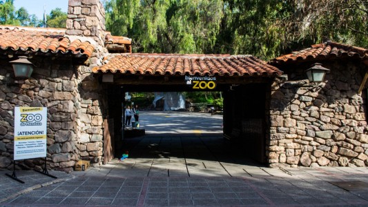 Murió otra llama y ya son 11 los animales muertos en el zoológico de Mendoza