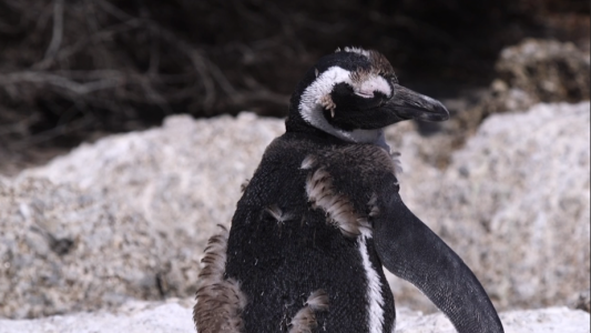 Pingüinos africanos amenazados por el turismo