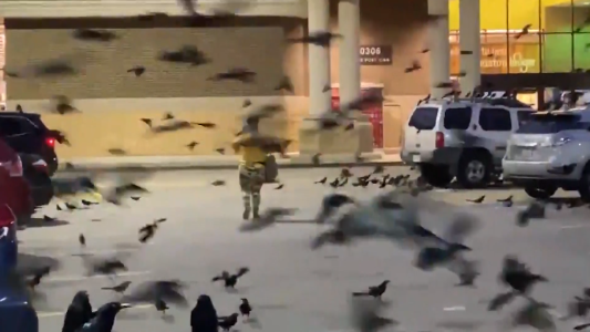 Pánico por invasión de cuervos