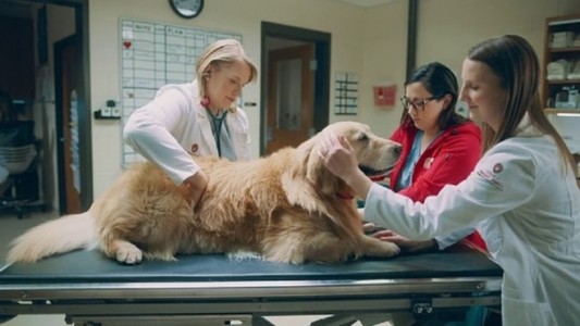 Su perro se curó de cáncer y gastó 5 millones de euros para emitir un video durante el Superbowl