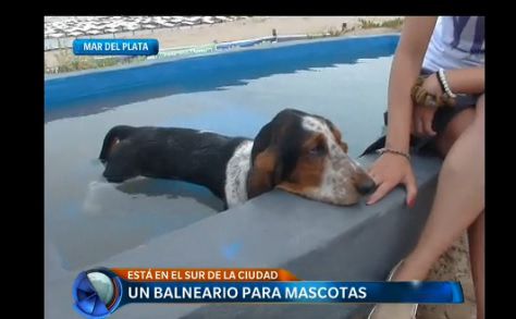 Cómo es el balneario para mascotas de Mar del Plata