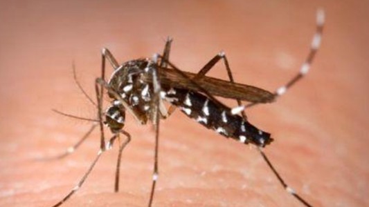 Dengue: confirmaron 20 casos en la Provincia y hay “riesgo de epidemia”