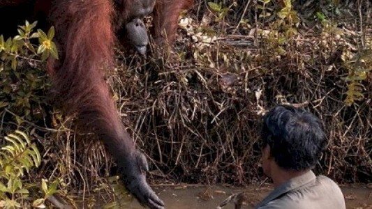 Foto conmovedora: la orangutana que le ofrece ayuda a un hombre en peligro