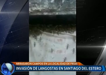 Invasión de langostas en Santiago del Estero