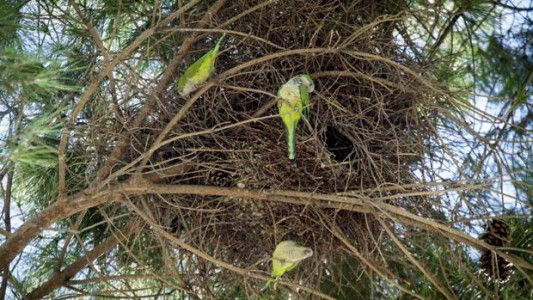 Madrid gastará 3 millones de euros para matar a las 12 mil cotorras argentinas