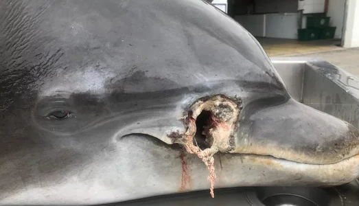 Conmoción por dos delfines que fueron asesinados en Florida: ofrecen recompensa de 20 mil dólares