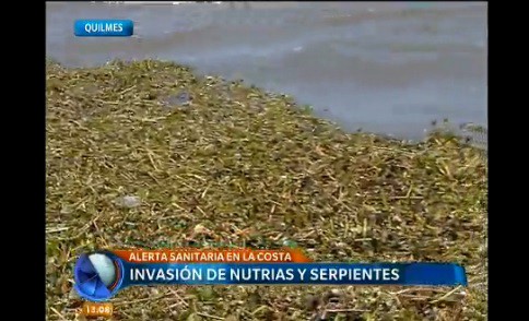 Alarma en Quilmes por invasión de serpientes, nutrias y arañas