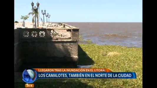 Los camalotes, también en el norte de la Ciudad