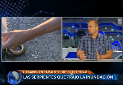 Alerta: serpientes en los camalotes