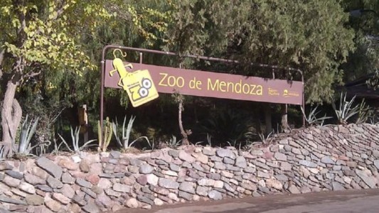 Murió una llama en el zoo de Mendoza