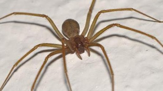 La picó una araña en su casa y murió