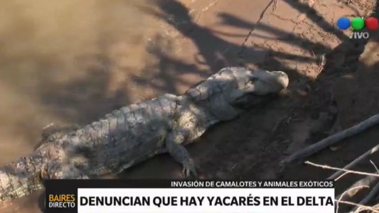 Denuncian que hay yacarés en el Delta