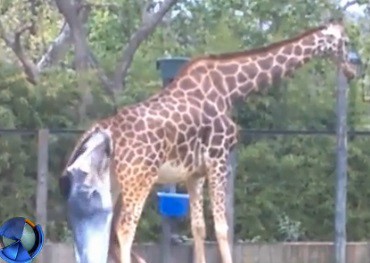 Nació una jirafa en el zoo porteño