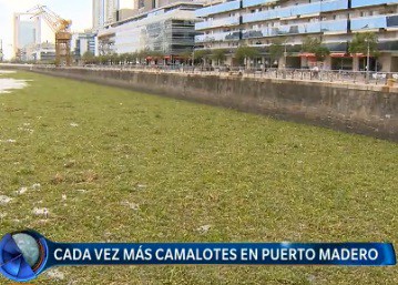 Cada vez más camalotes en Puerto Madero