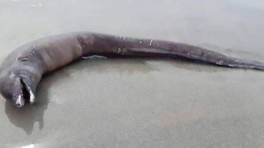 Una extraña criatura sin ojos apareció en una playa de México