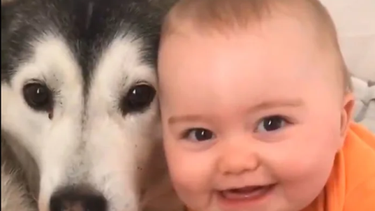 El TikTok más conmovedor: la adorable relación de un perro con el bebé de la casa