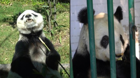 Las únicas pandas en el mundo que no pertenecen a China