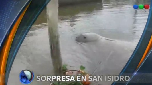 Apareció un elefante marino en San Isidro