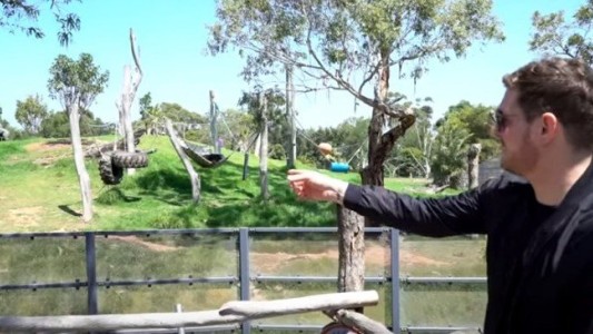 Michael Bublé le cantó a gorilas en un zoológico australiano