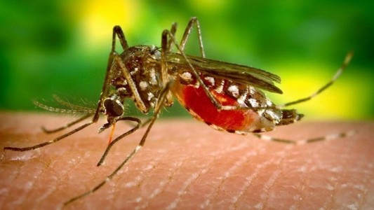 Emergencia sanitaria mundial por el virus del zika
