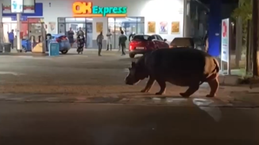Sorpresa por un hipopótamo suelto por las calles