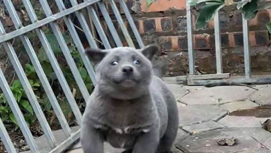 El extraño perro que parece un gato