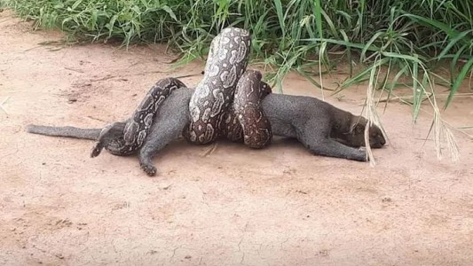 El impactante ataque de una boa lampalagua a un puma yaguarundí en Salta