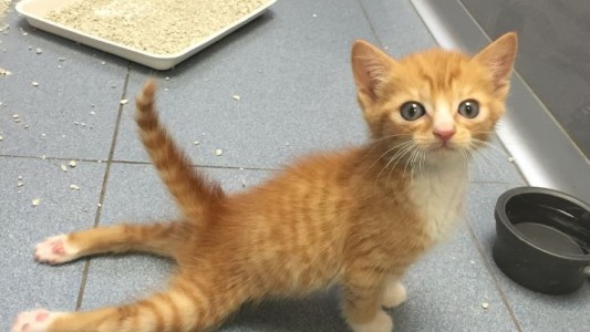 Emotivo: un gatito parapléjico que no podía ponerse de pie, ahora trepa y juega