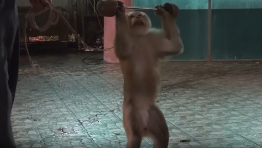 Indignante video: obligan a un mono a levantar pesas para entretener a turistas