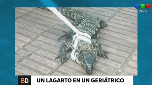 Un enorme lagarto apareció en un geriátrico de Córdoba