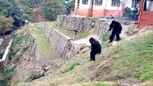 Video: policías se disfrazan de osos para ahuyentar a monos invasores