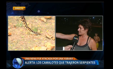 Alerta por las serpientes que trajeron los camalotes