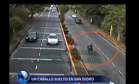 Video: un caballo suelto en San Isidro