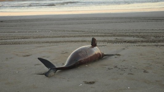 Encontraron 23 delfines muertos en playas de la Costa Atlántica