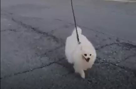 Video: hombre sacó a pasear a su perro con un dron para no violar la cuarentena obligatoria