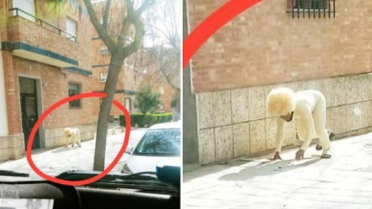 El hombre que se disfrazó de perro para violar la cuarentena