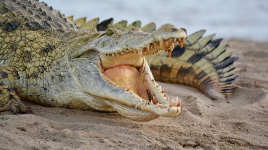 Coronavirus en África: violó la cuarentena y se lo devoró un cocodrilo