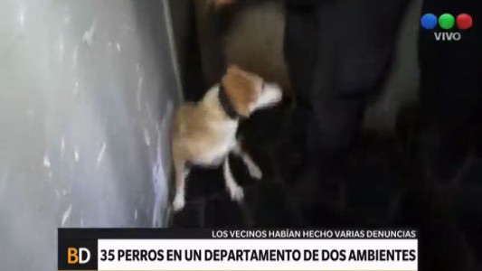 35 perros en un departamento de dos ambientes